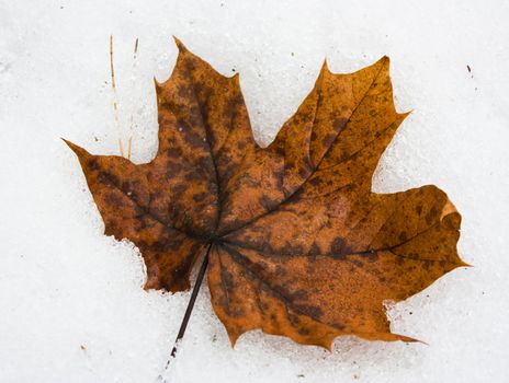 Yellow leaves, snow