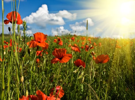 field of red poppies