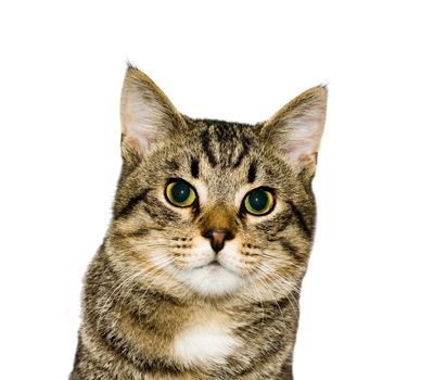 cat, a portrait