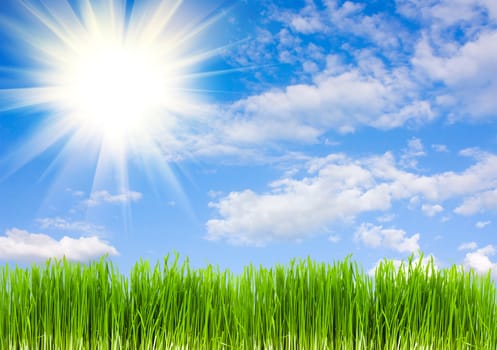 grass on a background of blue sky, summer