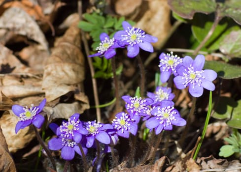 blue spring flowers
