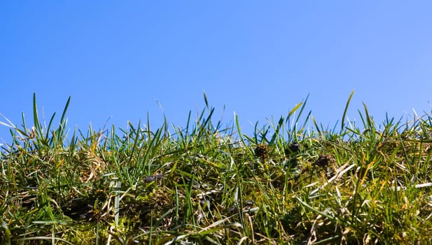 grass on a background of sky