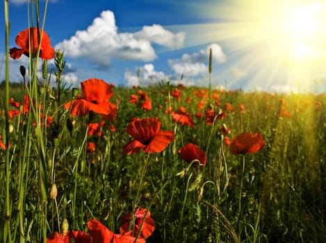 field of red poppies