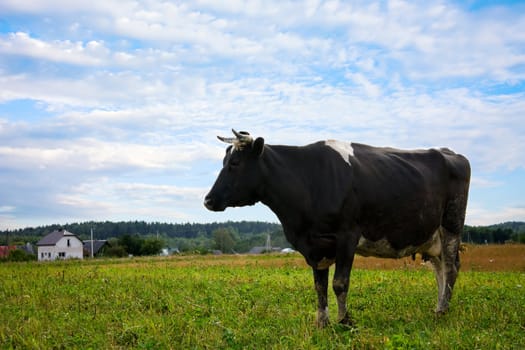 cow on meadow