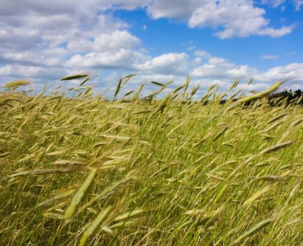 field of wheat