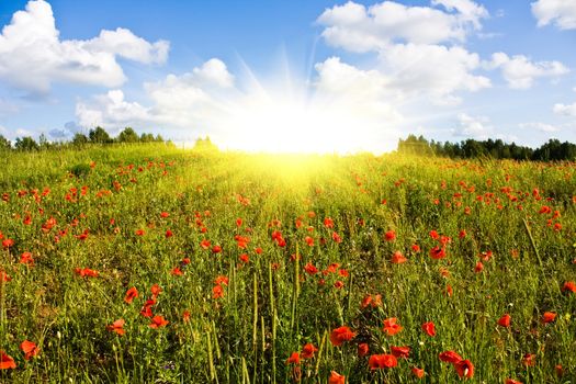 field of red poppies