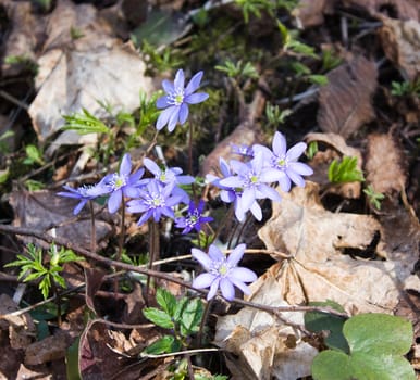 blue spring flowers