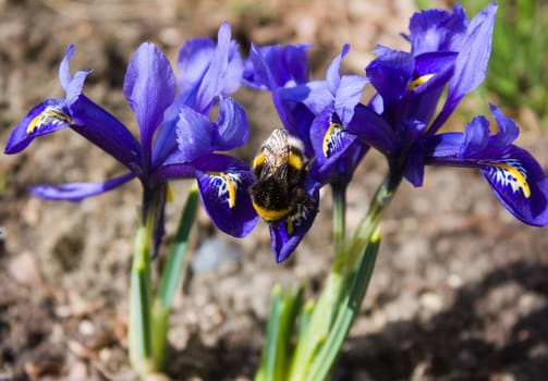 bumblebee on a flower, spring