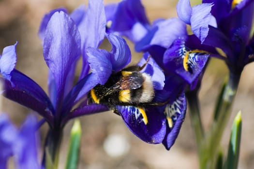 bumblebee on a flower, spring
