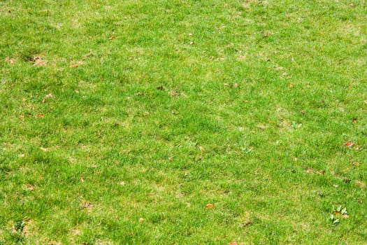 background, green grass
