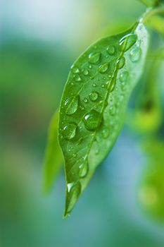 Close up waterdrops of the fresh green leaf