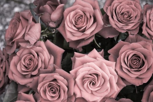 Group of pink roses in vintage look