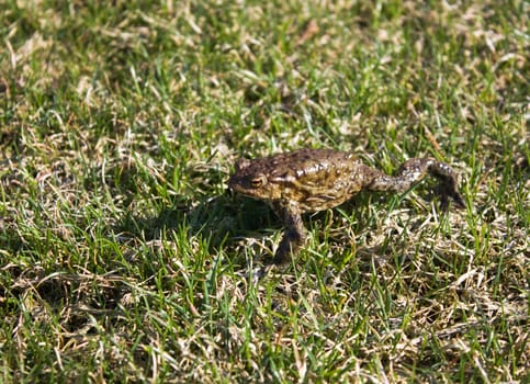 frog in the grass