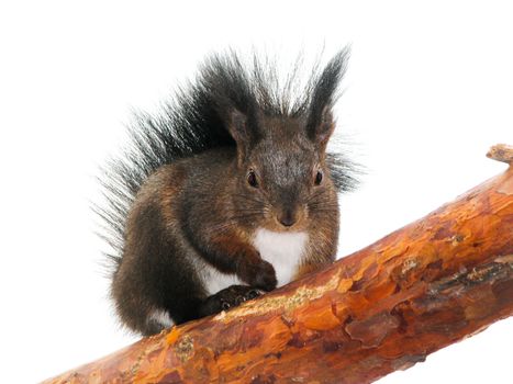 squirrel on a tree, isolated
