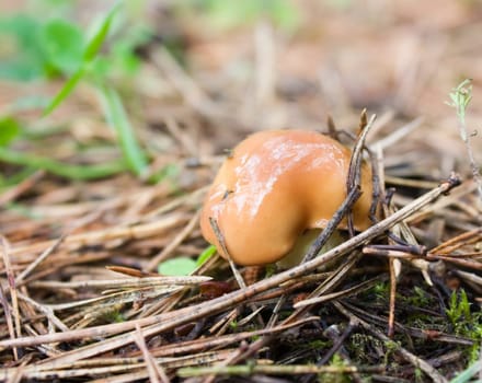 forest mushroom