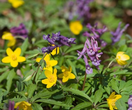 purple and yellow flowers, spring
