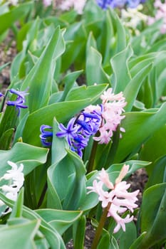 hyacinth flowers