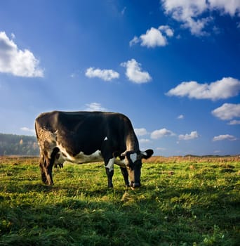 cow on meadow
