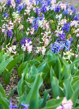 hyacinth flowers