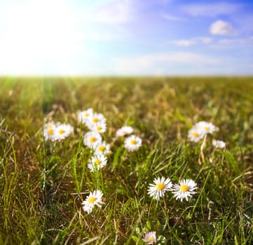 daisies in a field