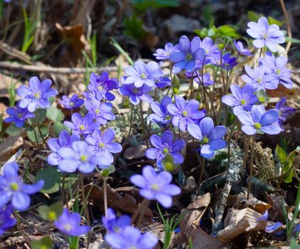 blue spring flowers
