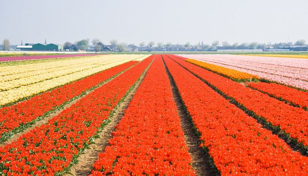 Tulipfields blooming with many colors in springtime