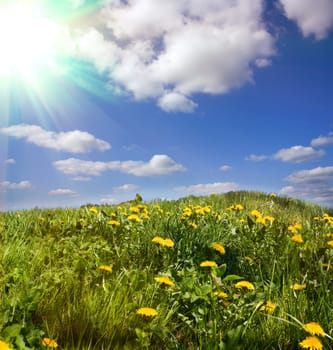 dandelion grass, spring