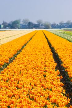 Springtime in the bulbfields with thousands of colorful tulips