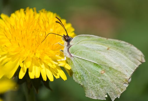 butterfly on a dandelion, macro