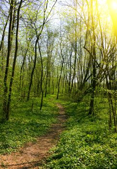 trail in Spring Park