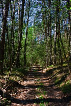 The road to the spring woods
