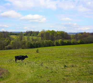 spring meadow, the cow