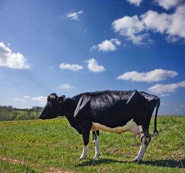 cow on the meadow