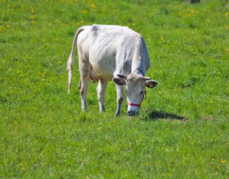 young white cow on the meadow