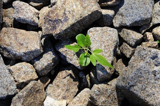 Small plant growing and breaking through field of rocks