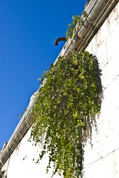 Ivy starting to grow on a wall