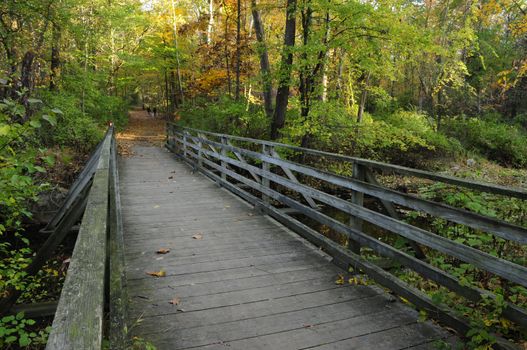 A foot bridge in the forest