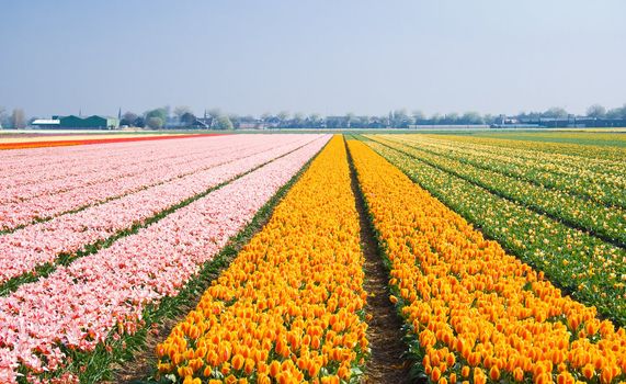 Small tulips in many different colors in the bulb fields in april