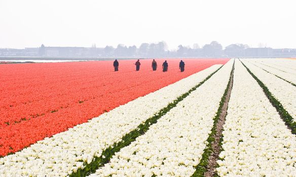 Men searching for wrong colored bulbs in red tulipfield