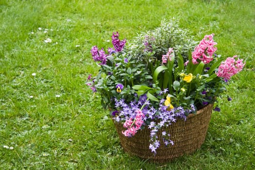 Basket with spring flowers in the garden in april -horzontal image