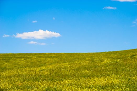 Landscape with flowers in spring time in Andalusia, Spain.