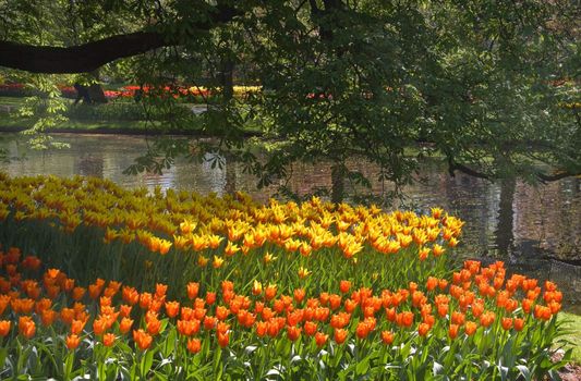 Yellow and orange tulips at the waterside in the park in spring