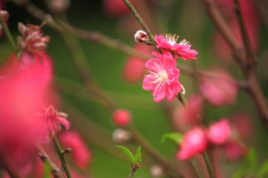 Cherry blossoms