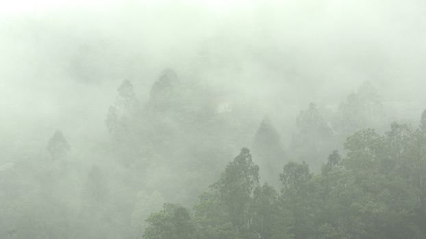 mist in mountain with many trees