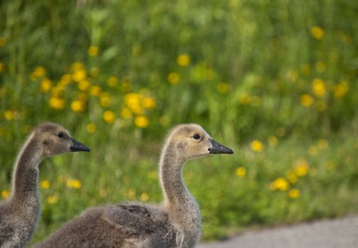 Two Canada goslings walk across a pedestrian path with green grass and yellow flowers in the background.