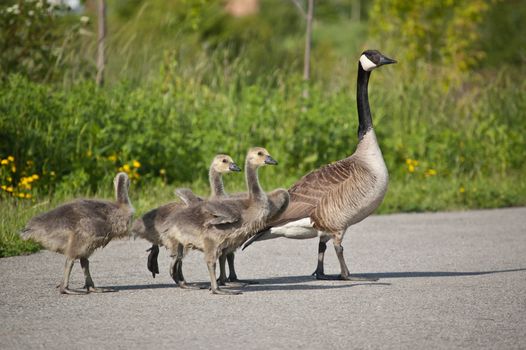 A Canada Goose and three goslings walk across a pedestrian path with green grass and yellow flowers in the background.