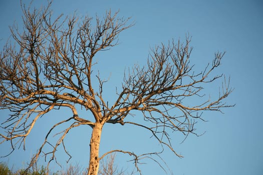 Bare tree branch background with blue sky