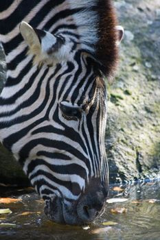 Zebra drinking water on sunny day in october