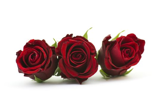 red roses