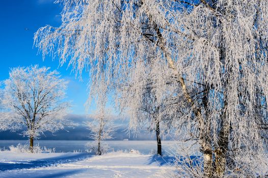 Snowy trees on the sea coast in a winter day